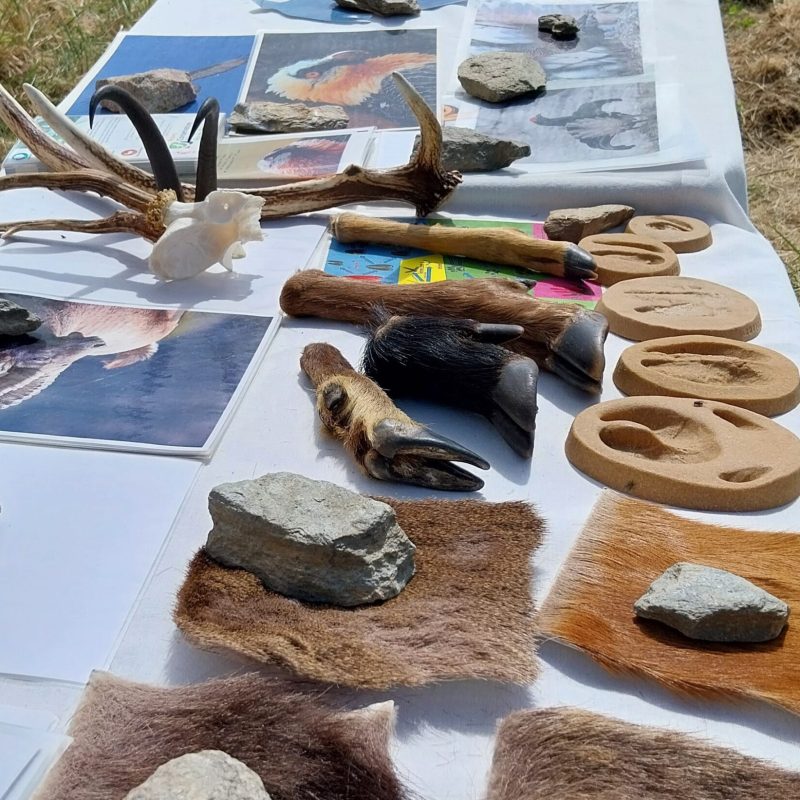 @Asters-LucieRousselot