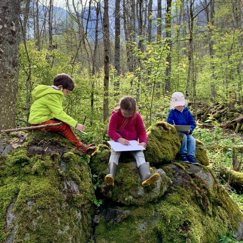 Des enfants dessinent des arbres dans la forêt